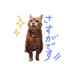 うちのねここ（個別スタンプ：26）