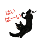うちのねここ（個別スタンプ：27）