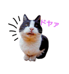 うちのねここ（個別スタンプ：28）