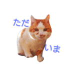うちのねここ（個別スタンプ：30）