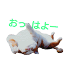 うちのねここ（個別スタンプ：31）