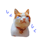 うちのねここ（個別スタンプ：35）