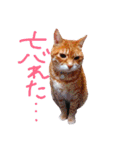うちのねここ（個別スタンプ：37）