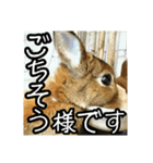 うさぎのマロクロ 実写版 四角いスタンプ（個別スタンプ：1）