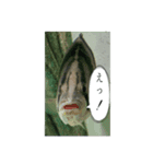 SAKANA's（個別スタンプ：5）