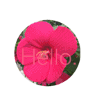 Hello.Flower  stamp（個別スタンプ：1）