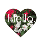 Hello.Flower  stamp（個別スタンプ：5）