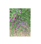 Hello.Flower  stamp（個別スタンプ：8）