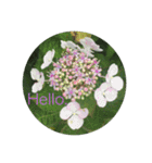 Hello.Flower  stamp（個別スタンプ：14）