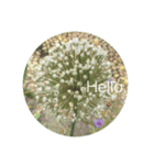 Hello.Flower  stamp（個別スタンプ：15）