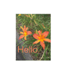 Hello.Flower  stamp（個別スタンプ：16）