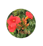 Hello.Flower  stamp（個別スタンプ：19）