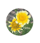 Hello.Flower  stamp（個別スタンプ：21）