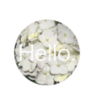 Hello.Flower  stamp（個別スタンプ：23）