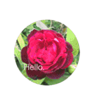 Hello.Flower  stamp（個別スタンプ：32）