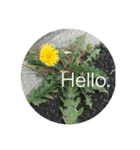 Hello.Flower  stamp（個別スタンプ：37）