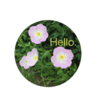 Hello.Flower stamp4（個別スタンプ：3）