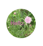 Hello.Flower stamp4（個別スタンプ：6）