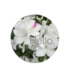 Hello.Flower stamp4（個別スタンプ：11）