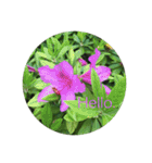 Hello.Flower stamp4（個別スタンプ：14）