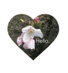 Hello.Flower stamp4（個別スタンプ：19）