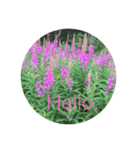 Hello.Flower stamp4（個別スタンプ：22）