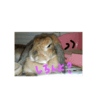 Rabbit of MU（個別スタンプ：6）