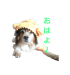 A dog living in a certain house（個別スタンプ：1）