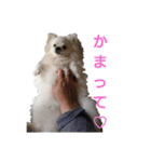 A dog living in a certain house（個別スタンプ：5）