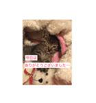 家族用猫スタンプ（個別スタンプ：4）