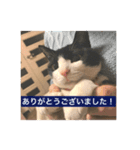 家族用猫スタンプ（個別スタンプ：6）