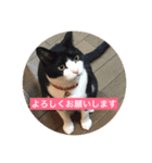 家族用猫スタンプ（個別スタンプ：7）