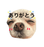 チワワChihuahuaちわわ（個別スタンプ：2）