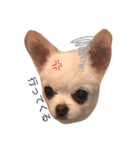 チワワChihuahuaちわわ（個別スタンプ：8）