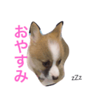 もふもふコーギースタンプ（個別スタンプ：1）