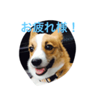 もふもふコーギースタンプ（個別スタンプ：3）