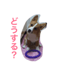 もふもふコーギースタンプ（個別スタンプ：4）