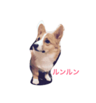 もふもふコーギースタンプ（個別スタンプ：6）