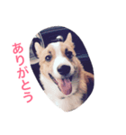 もふもふコーギースタンプ（個別スタンプ：8）