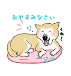 柴犬のミミ（個別スタンプ：2）