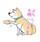 柴犬のミミ（個別スタンプ：5）