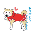 柴犬のミミ（個別スタンプ：9）