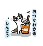 しんどうさん用猫スタンプ（個別スタンプ：25）