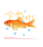 金魚のひとりごと（個別スタンプ：6）