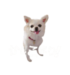 dog's coco sticker！！！（個別スタンプ：4）