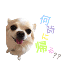 dog's coco sticker！！！（個別スタンプ：10）