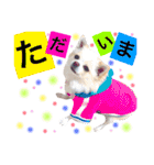 dog's coco sticker！！！（個別スタンプ：14）