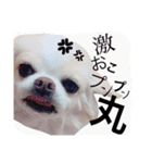 dog's coco sticker！！！（個別スタンプ：16）