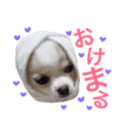 dog's coco sticker！！！（個別スタンプ：20）