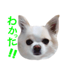 dog's coco sticker！！！（個別スタンプ：22）